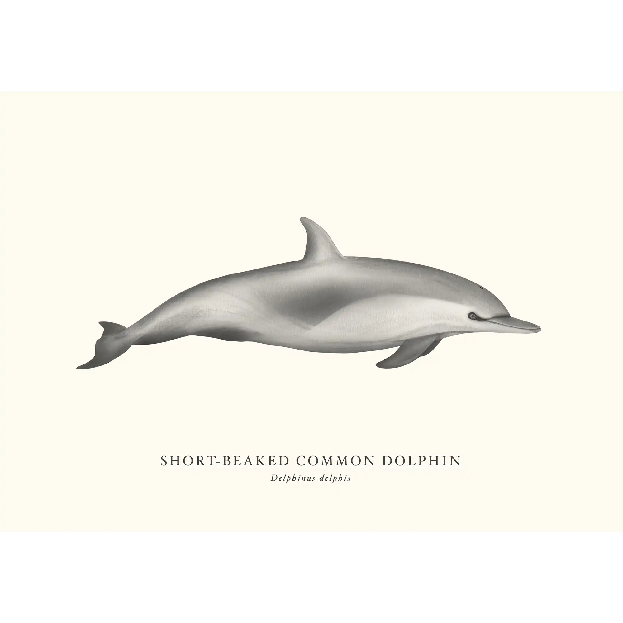 Short-Beaked Common Dolphin  by Sam Lyne