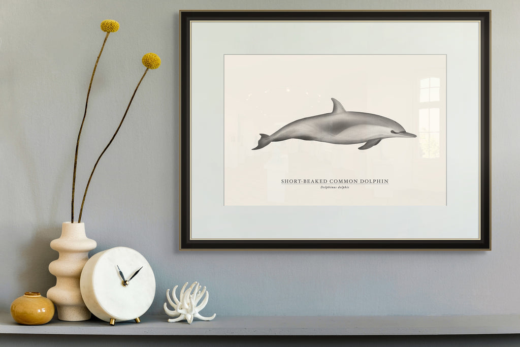 Short-Beaked Common Dolphin  by Sam Lyne