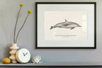 Short-Beaked Common Dolphin  by Sam Lyne