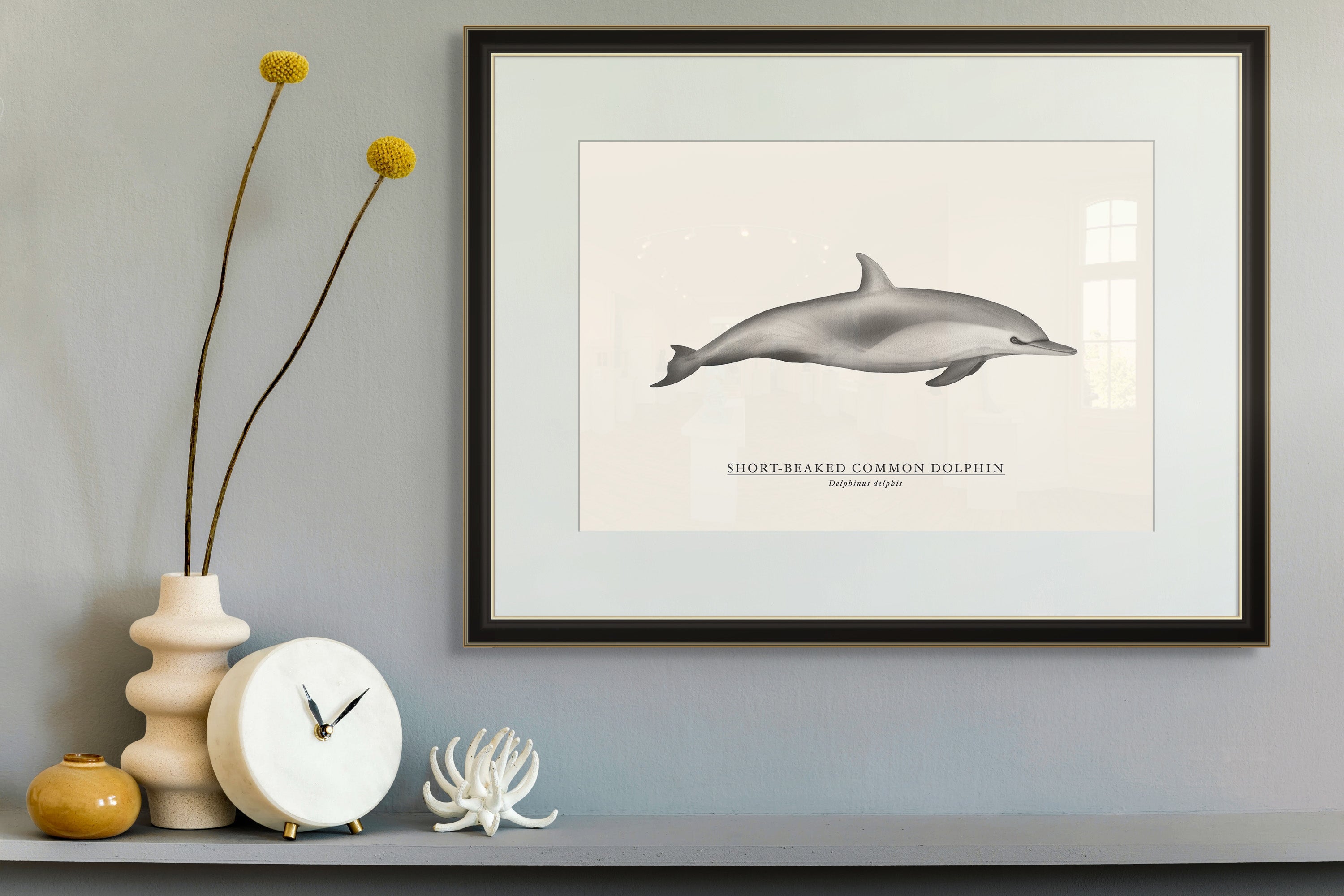 Short-Beaked Common Dolphin  by Sam Lyne
