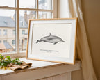 Short-Beaked Common Dolphin  by Sam Lyne
