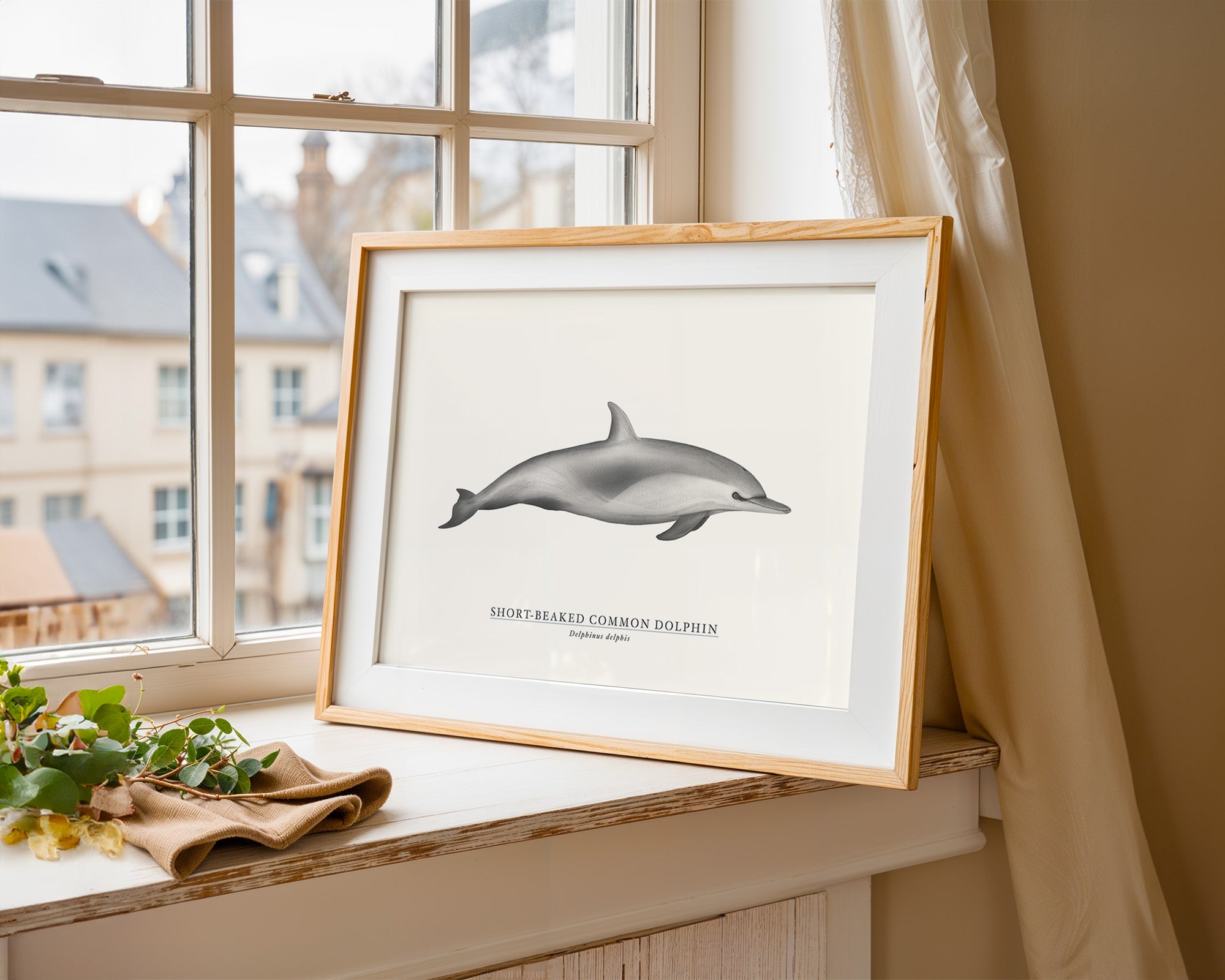 Short-Beaked Common Dolphin  by Sam Lyne