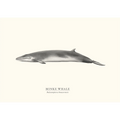 Minke Whale by Sam Lyne