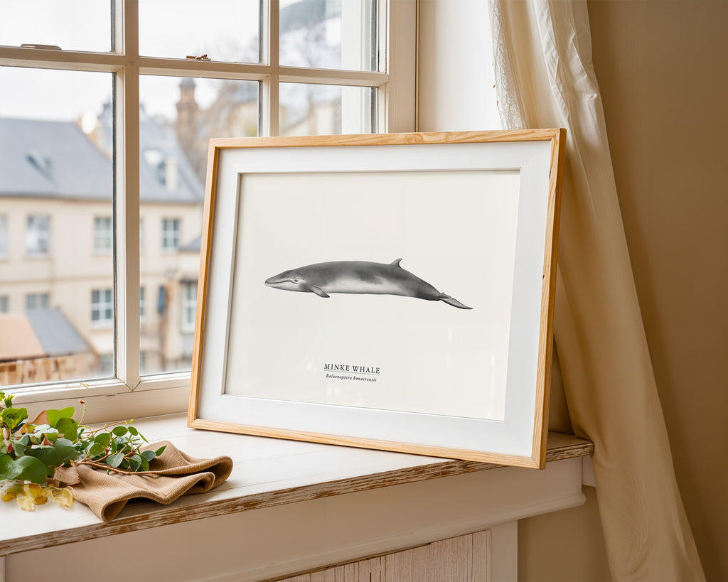 Minke Whale by Sam Lyne