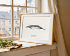 Minke Whale by Sam Lyne