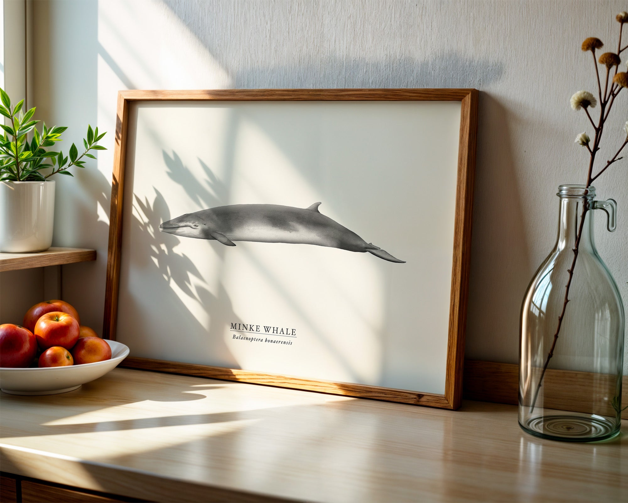 Minke Whale by Sam Lyne