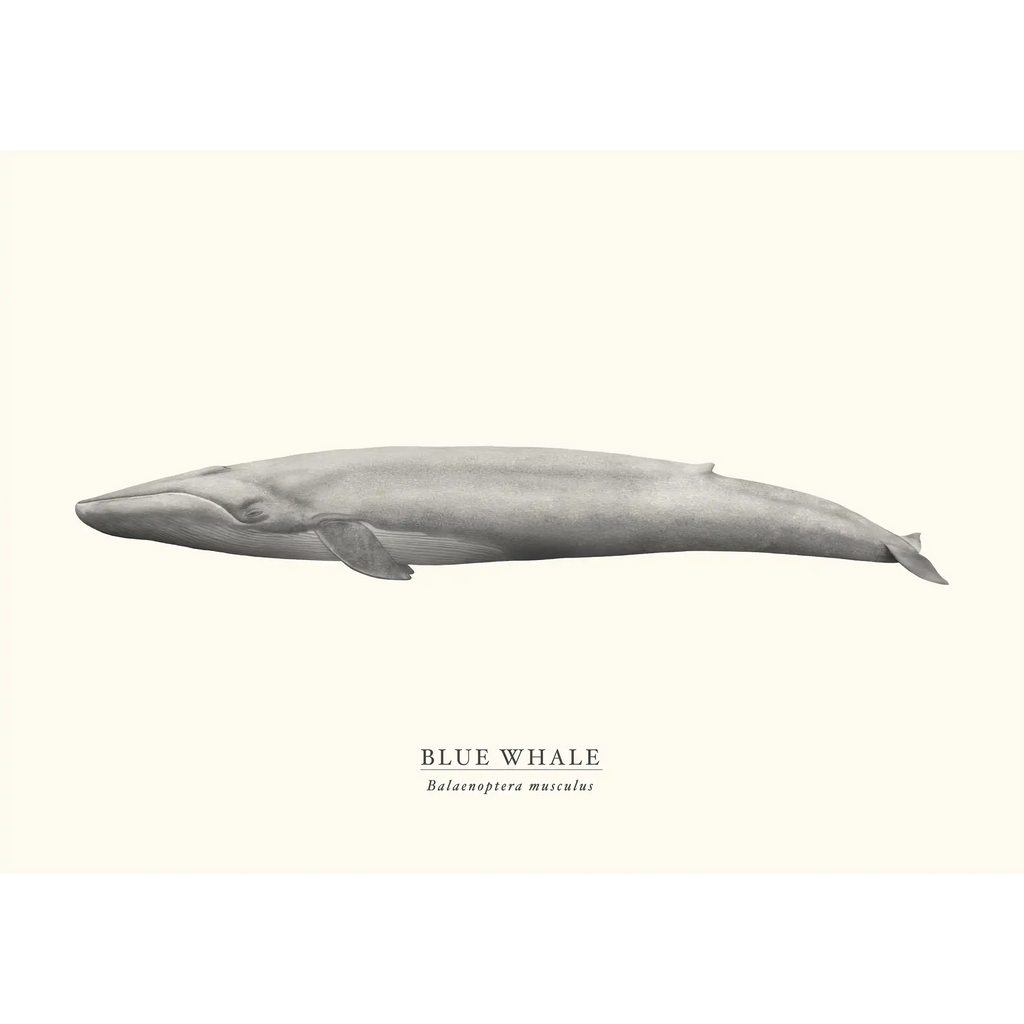 Blue Whale by Sam Lyne