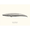 Blue Whale by Sam Lyne