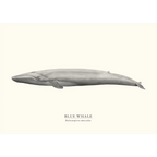 Blue Whale by Sam Lyne