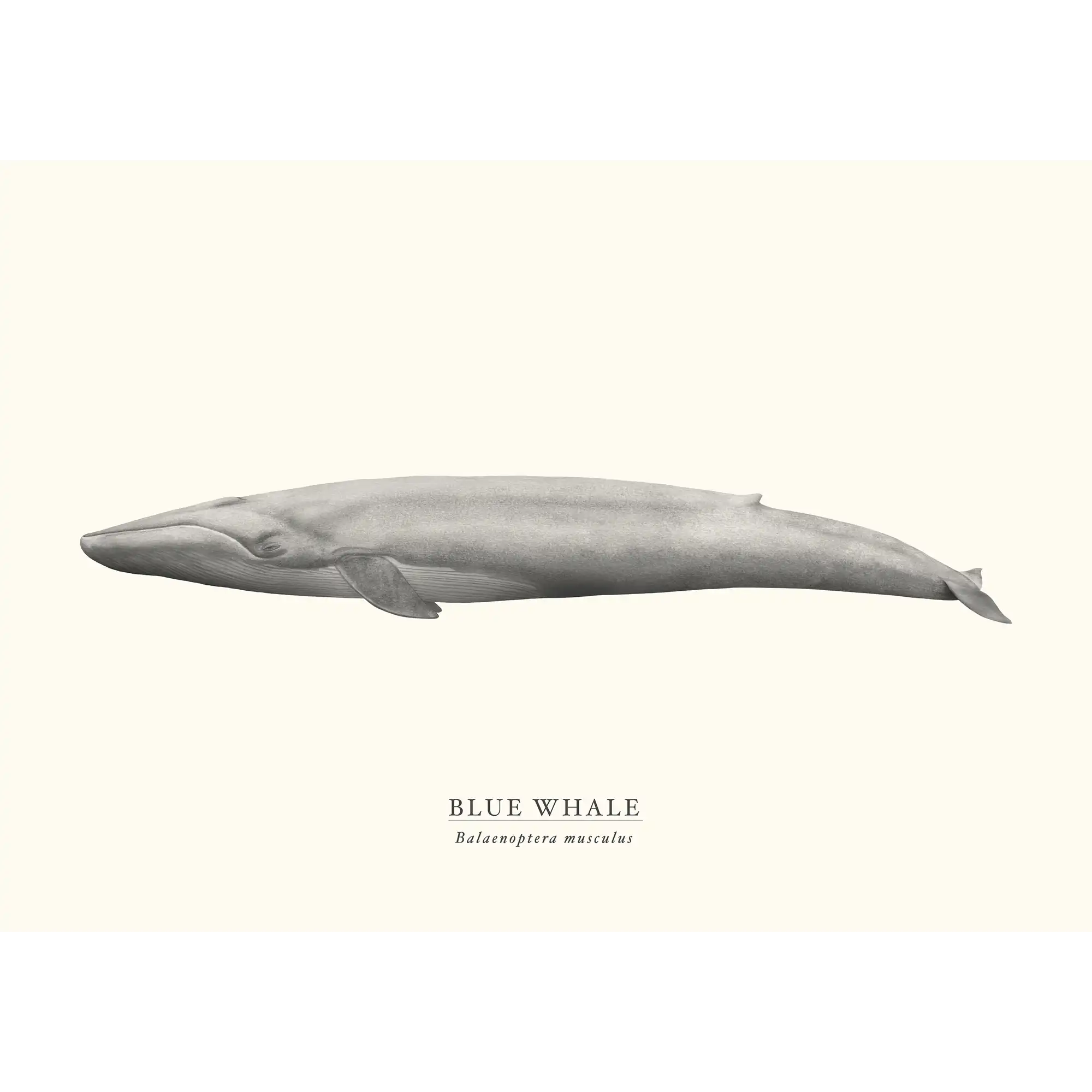 Blue Whale by Sam Lyne