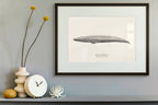 Blue Whale by Sam Lyne