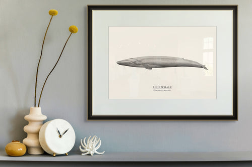 Blue Whale by Sam Lyne