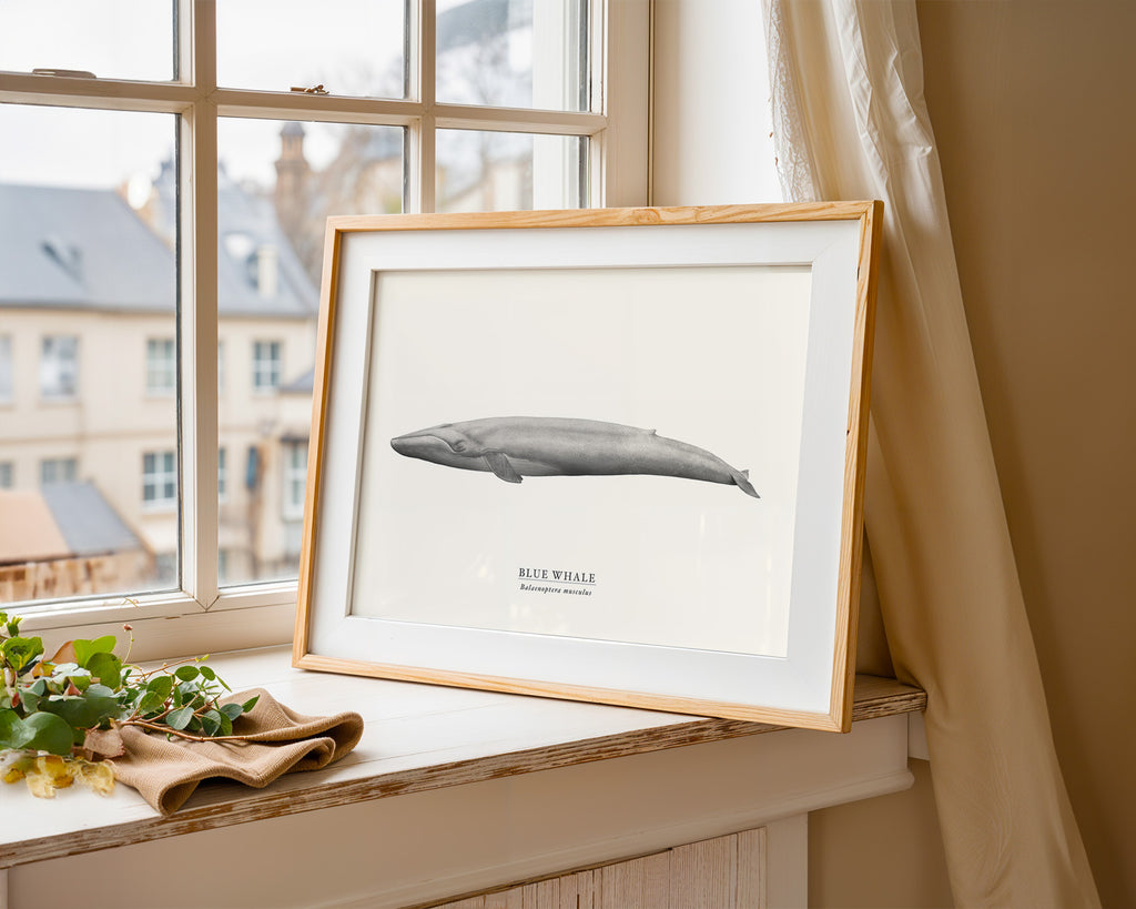 Blue Whale by Sam Lyne