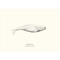 Beluga Whale by Sam Lyne