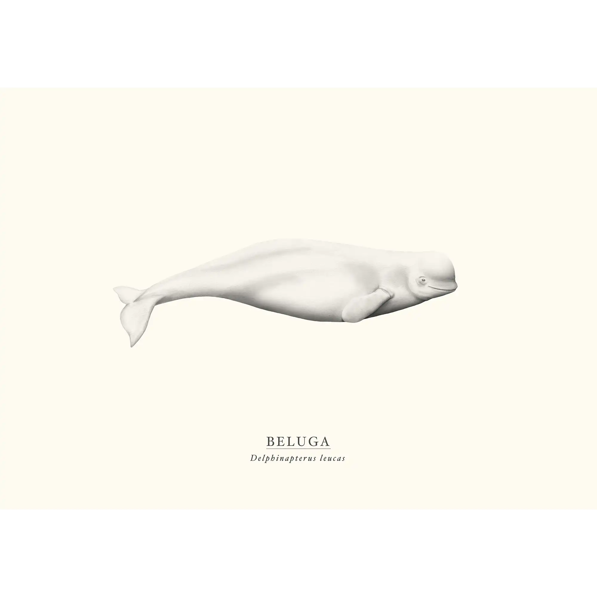Beluga Whale by Sam Lyne
