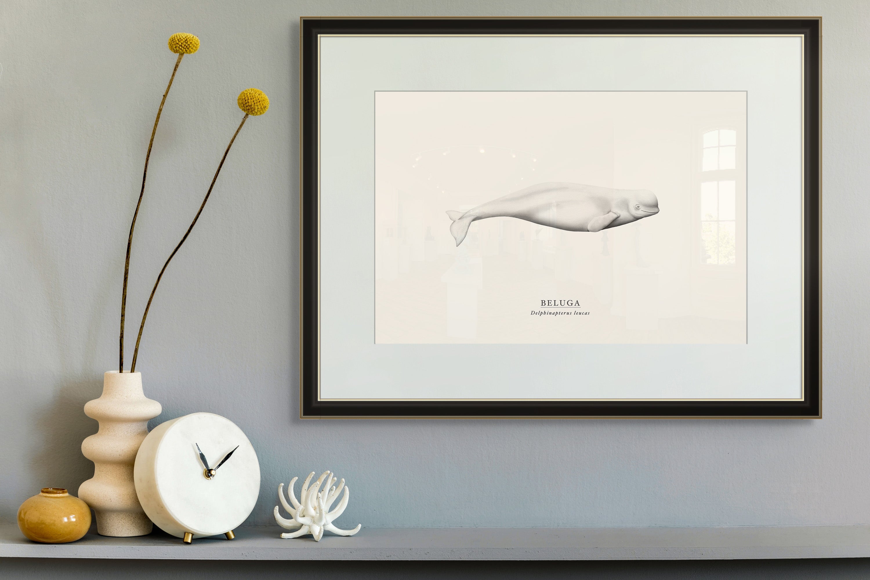 Beluga Whale by Sam Lyne