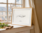 Beluga Whale by Sam Lyne