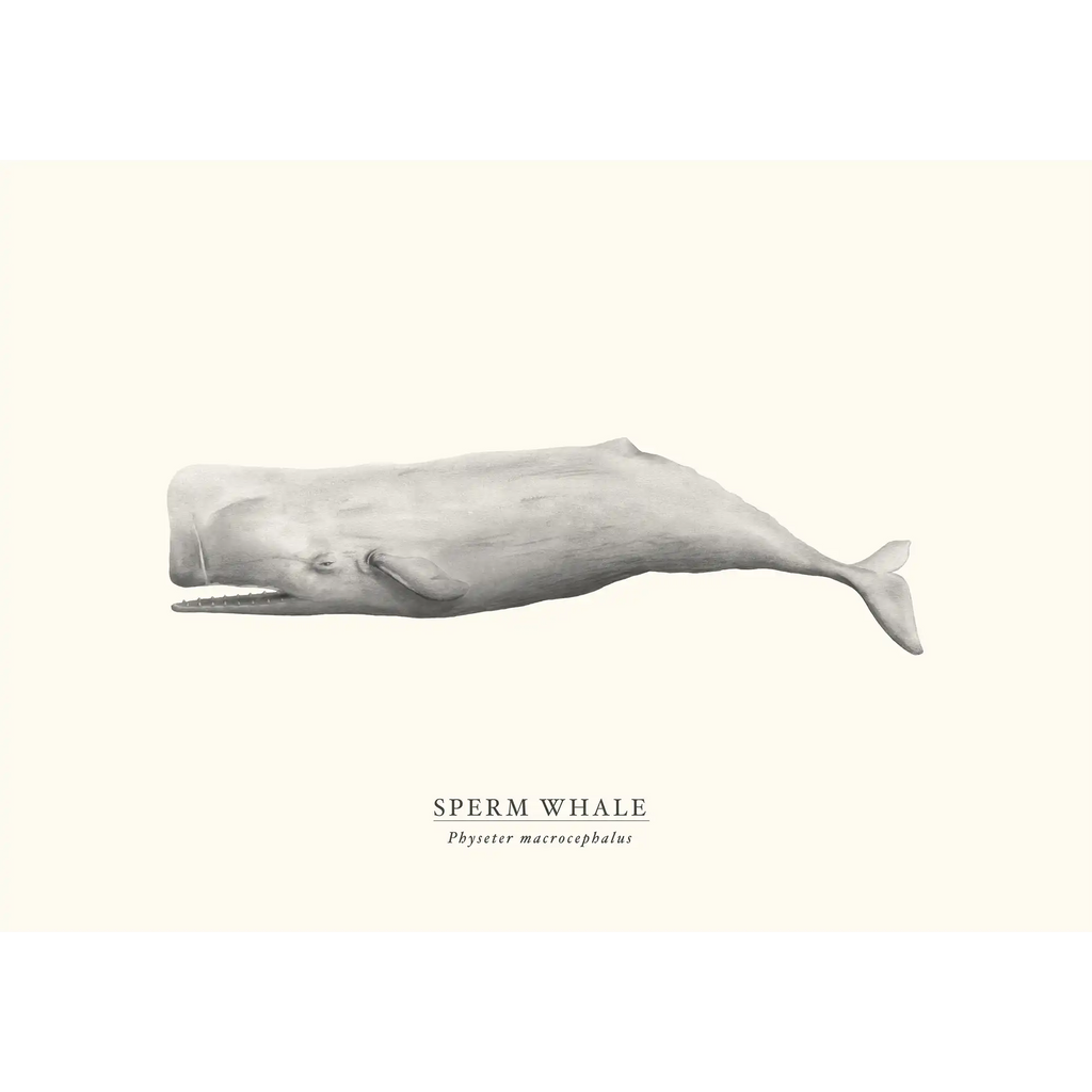Sperm Whale by Sam Lyne