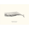 Sperm Whale by Sam Lyne