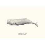 Sperm Whale by Sam Lyne
