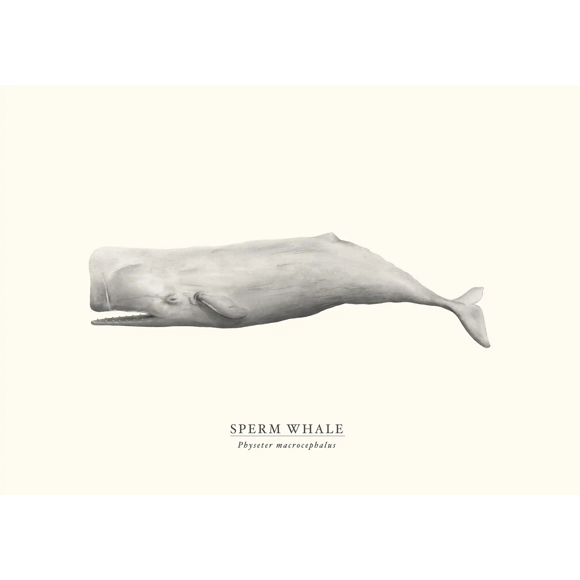 Sperm Whale by Sam Lyne