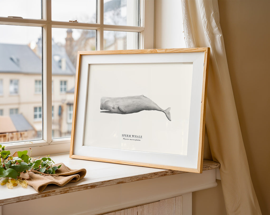 Sperm Whale by Sam Lyne