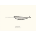 Narwhal by Sam Lyne