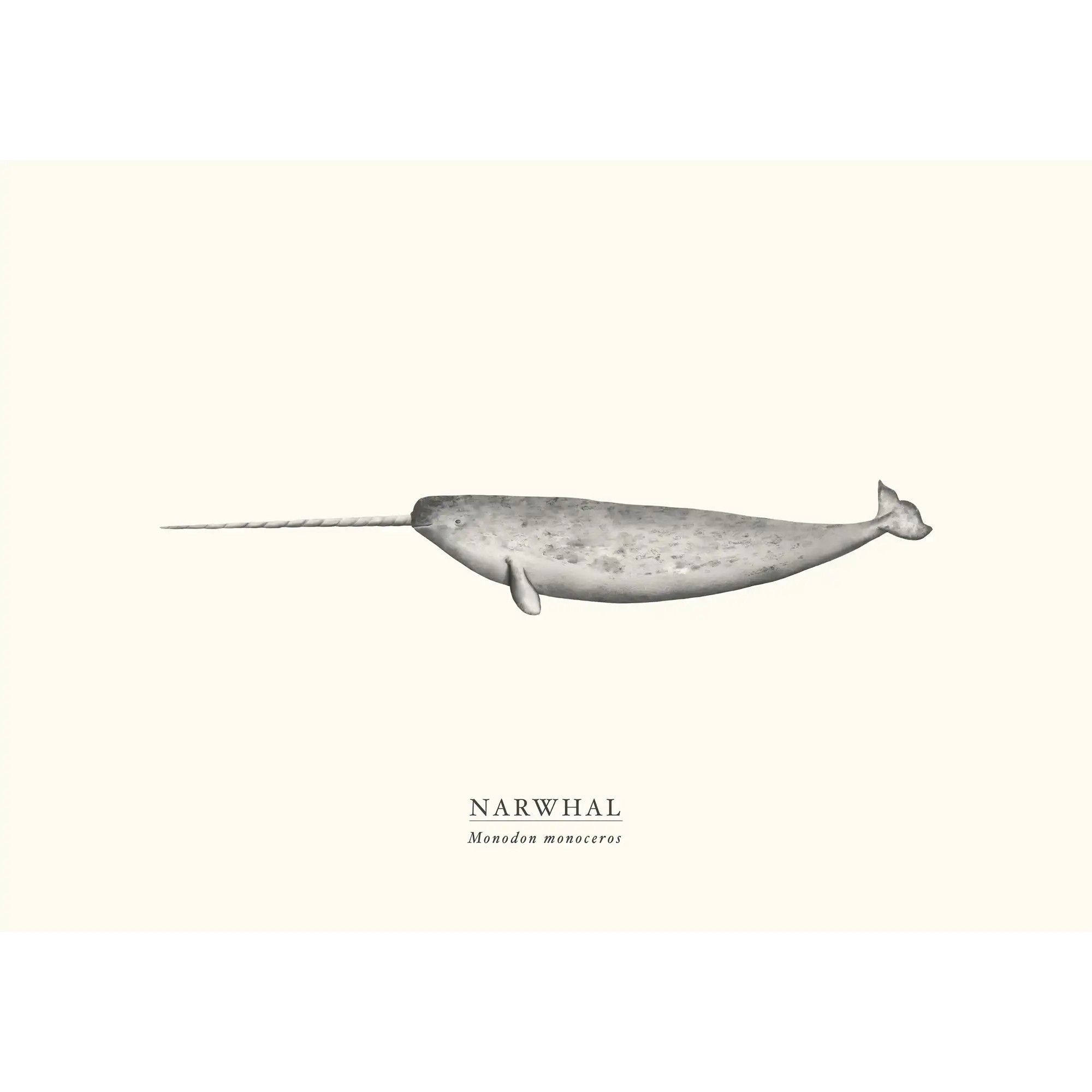 Narwhal by Sam Lyne