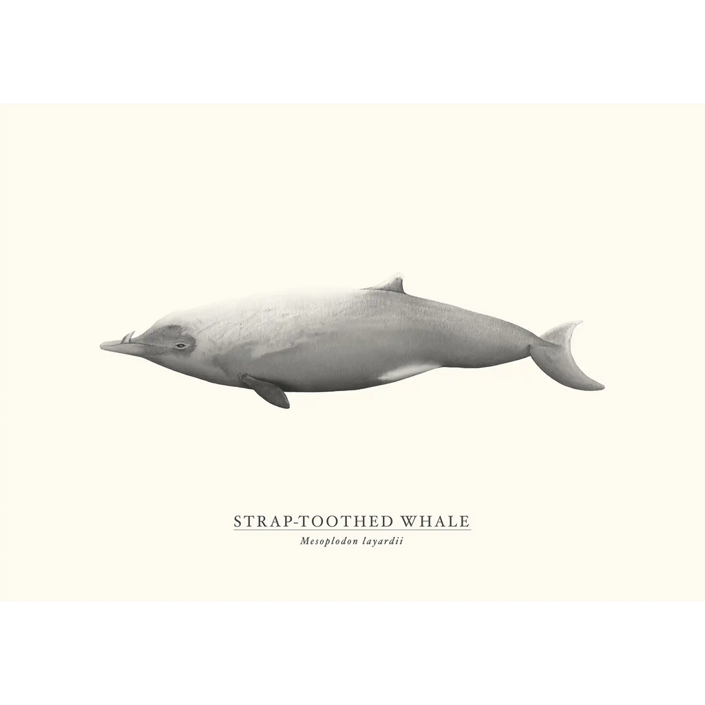 Strap-toothed Whale by Sam Lyne