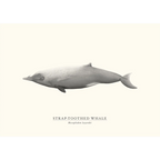 Strap-toothed Whale by Sam Lyne
