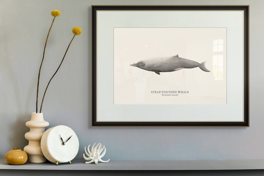 Strap-toothed Whale by Sam Lyne