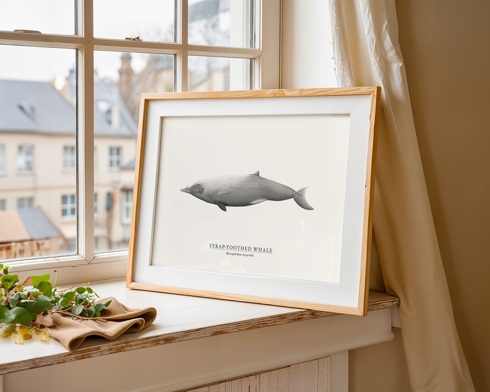 Strap-toothed Whale by Sam Lyne