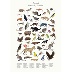 fauna of Lutruwita/tasmania  by Sam Lyne