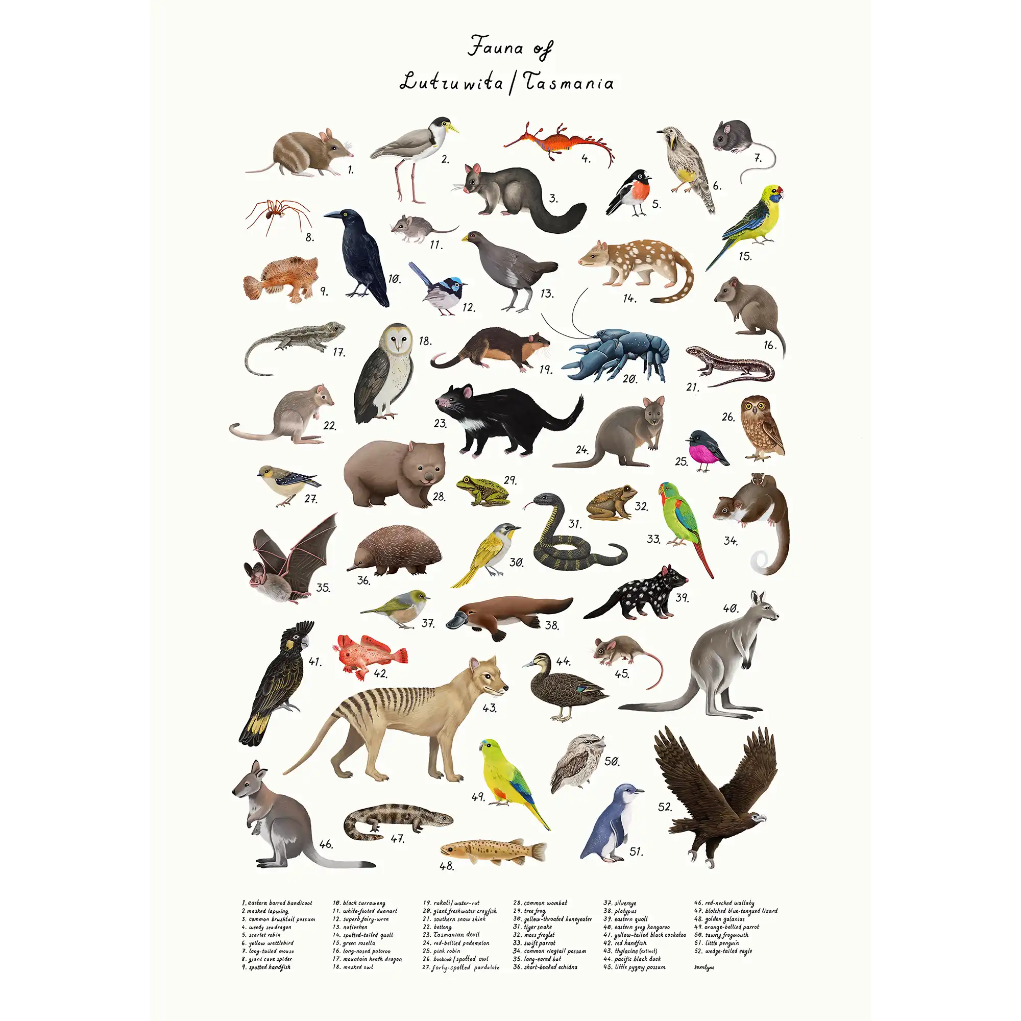 fauna of Lutruwita/tasmania  by Sam Lyne