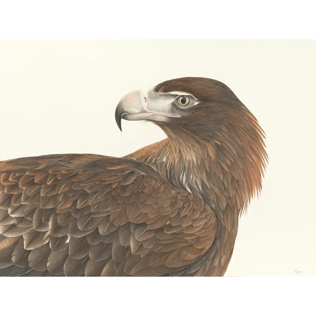 Wedge-tailed Eagle by Vanessa Richardson