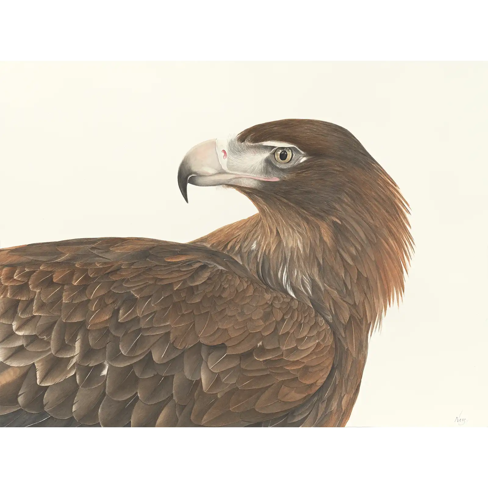 Wedge-tailed Eagle by Vanessa Richardson