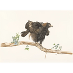 Ruffled by Vanessa Richardson