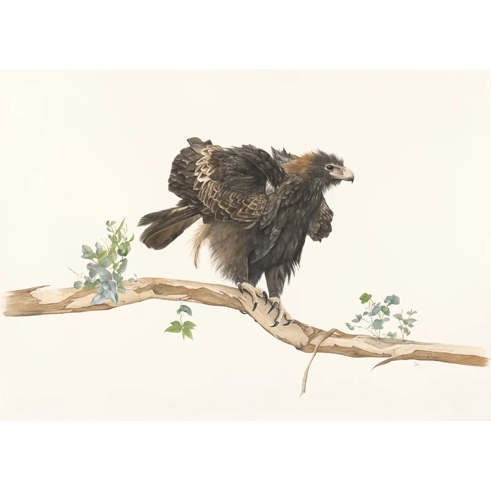 Ruffled by Vanessa Richardson