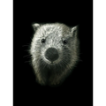 Wombat (Vombatus ursinus) by Rebecca Robinson
