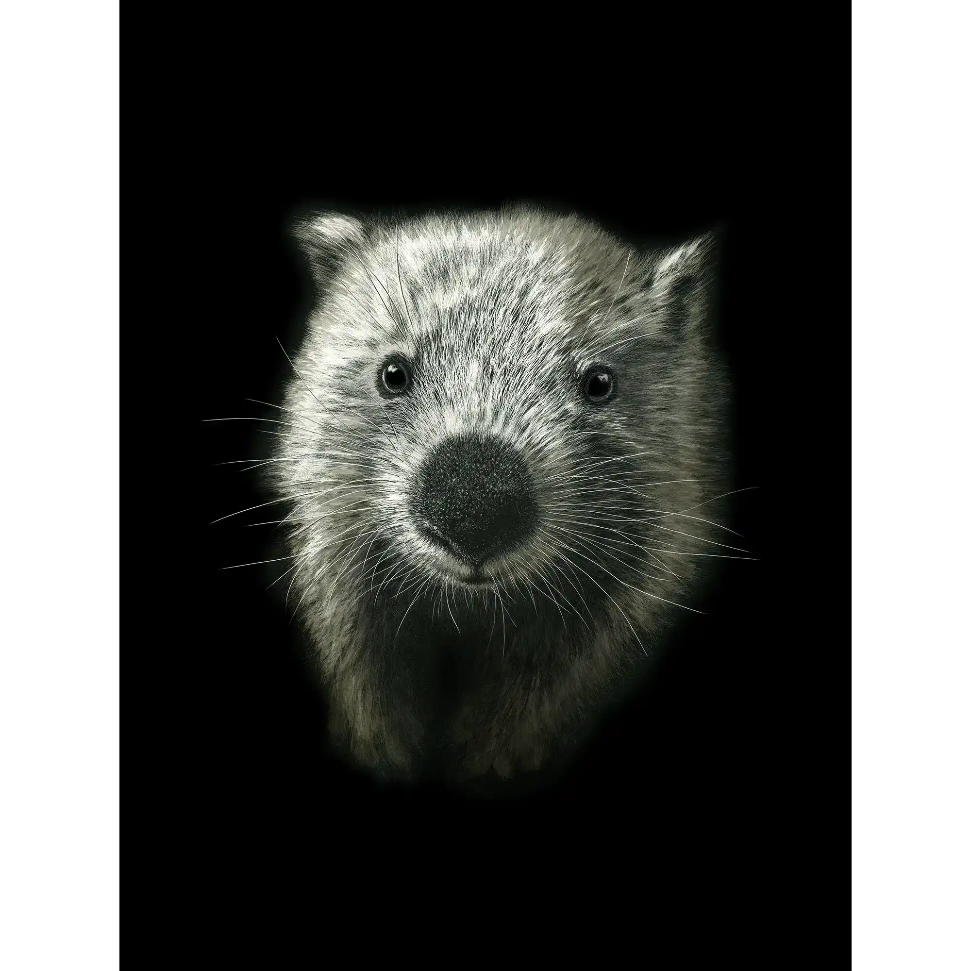 Wombat (Vombatus ursinus) by Rebecca Robinson