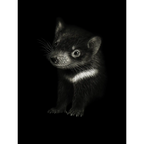 Tasmanian Devil (Sarcophilus harrisii) by Rebecca Robinson