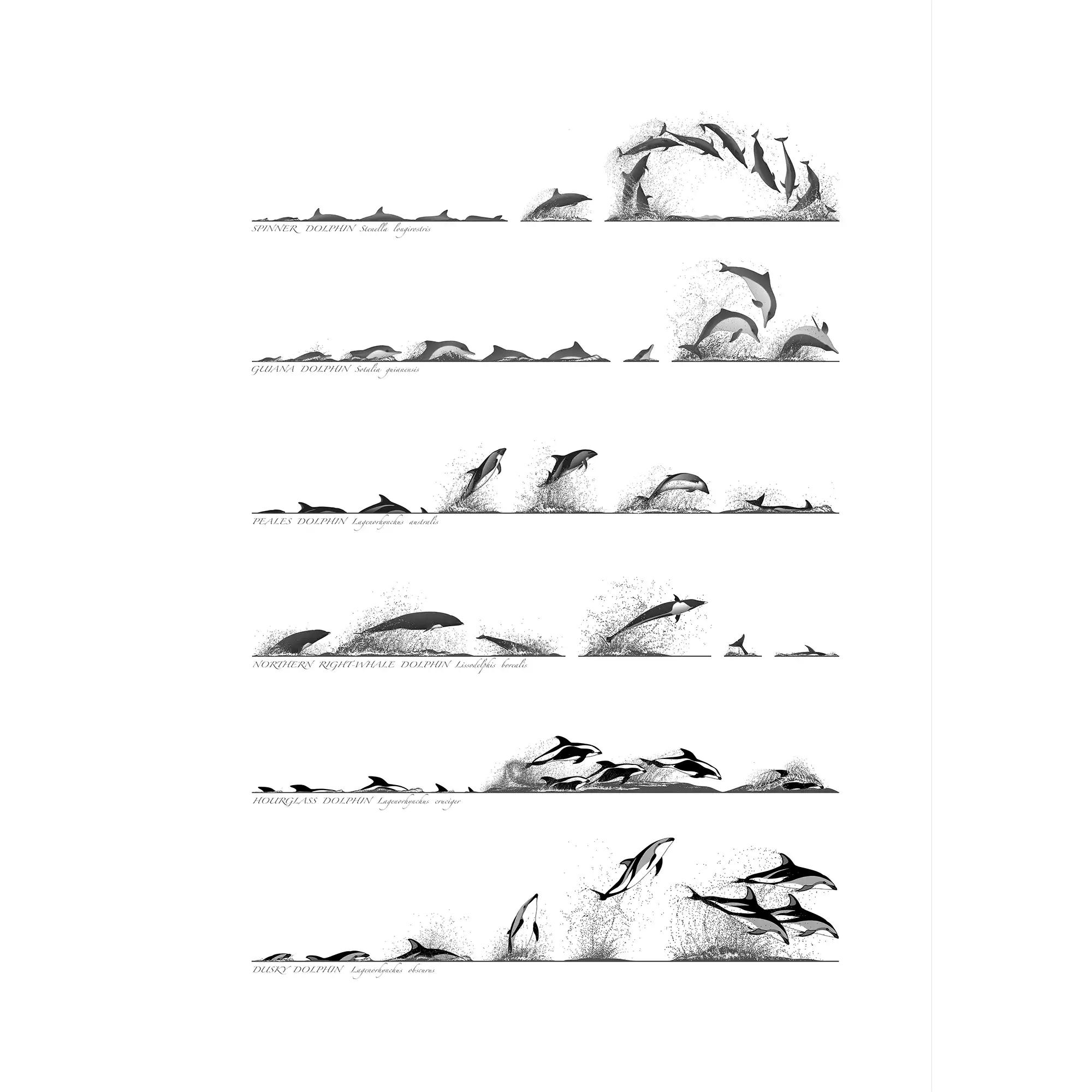 Dolphin Surface Profile by Rebecca Robinson