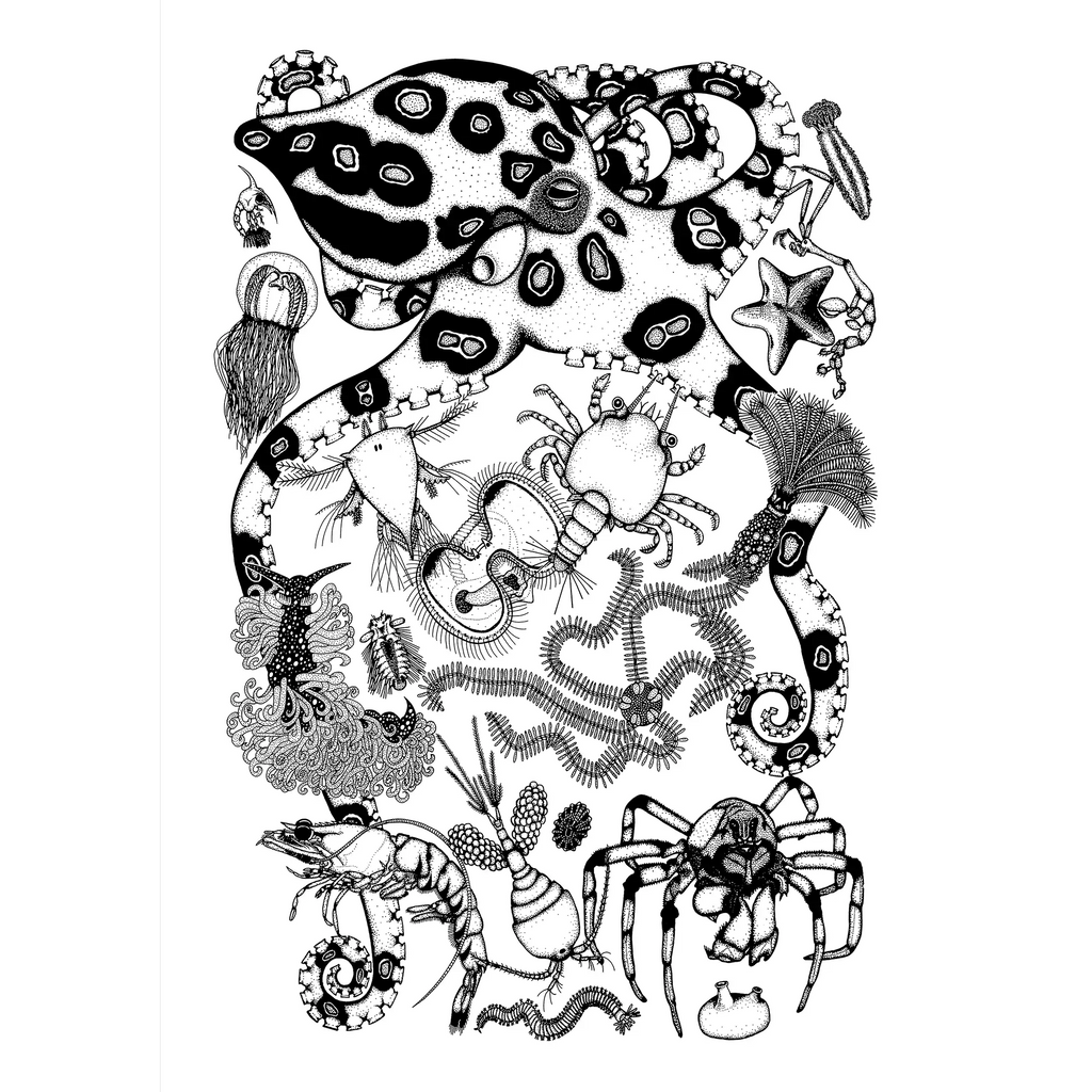 Marine Invertebrates by Rebecca Robinson