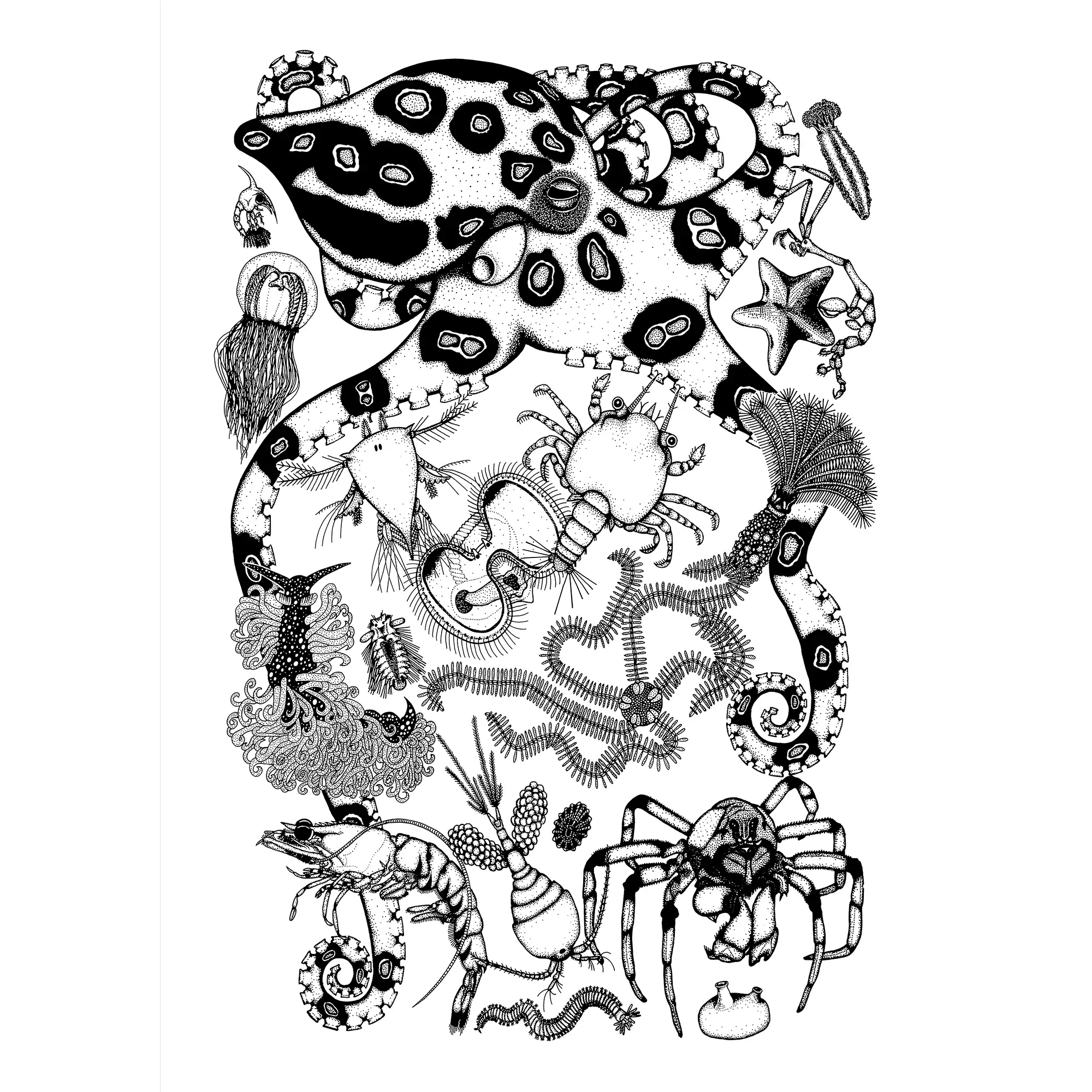 Marine Invertebrates by Rebecca Robinson