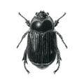 Scarab Beetle (Scarabaeidae spp.) by Rebecca Robinson
