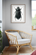 Scarab Beetle (Scarabaeidae spp.) by Rebecca Robinson