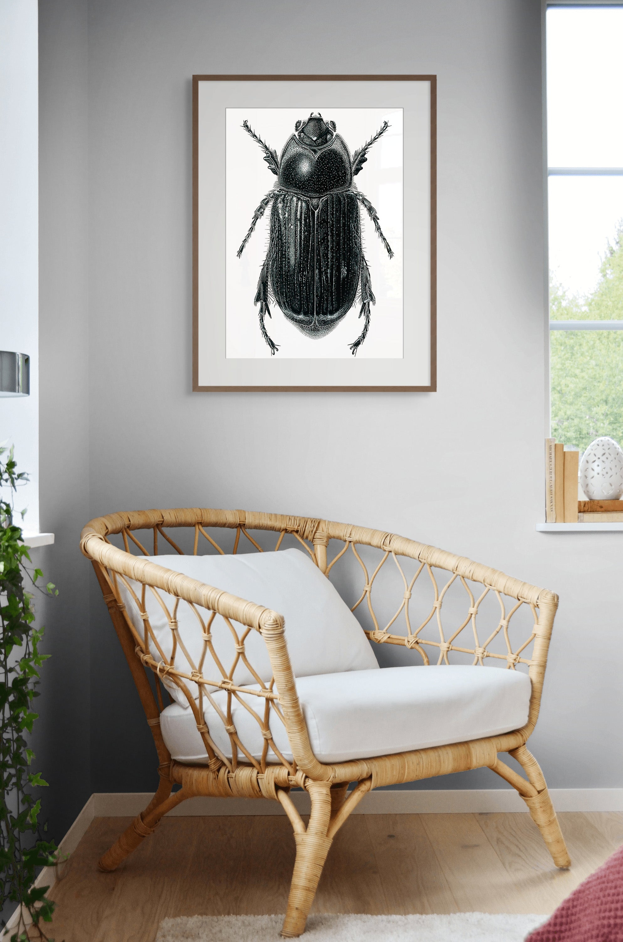 Scarab Beetle (Scarabaeidae spp.) by Rebecca Robinson