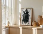 Scarab Beetle (Scarabaeidae spp.) by Rebecca Robinson