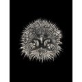 Echidna (Tachyglossus aculeatus) by Rebecca Robinson