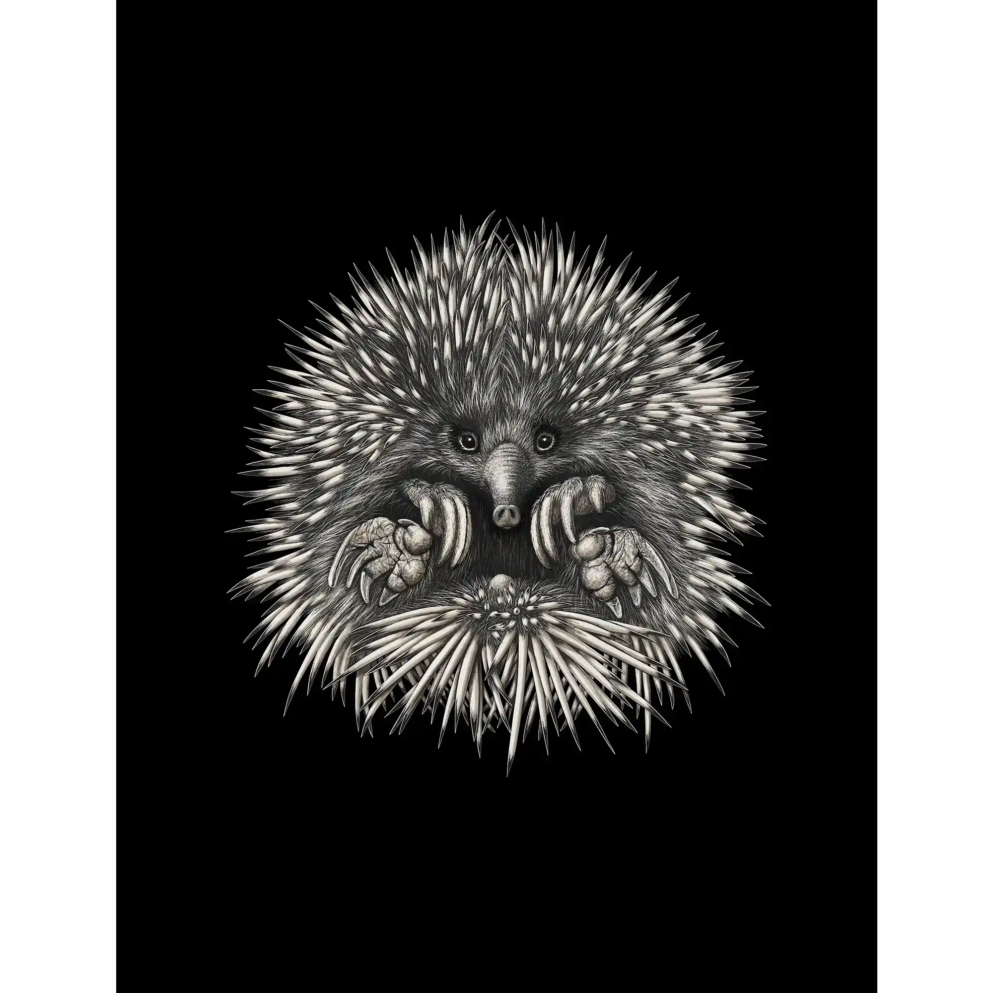 Echidna (Tachyglossus aculeatus) by Rebecca Robinson